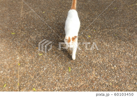公園:野良猫:あそび:人なっこい:新入り:雄 公園:野良猫:あそび:人なっこい:新入り:雄 60103450