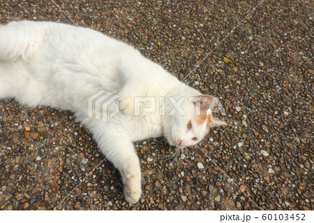 公園:野良猫:あそび:人なっこい:新入り:雄 公園:野良猫:あそび:人なっこい:新入り:雄 60103452