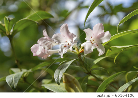 ビレアシャクナゲ ビレアシャクナゲ 60104106