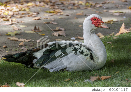 Muscovy duck resting. Aranjuez, Madrid. Spain, Muscovy duck resting. Aranjuez, Madrid. Spain, 60104117
