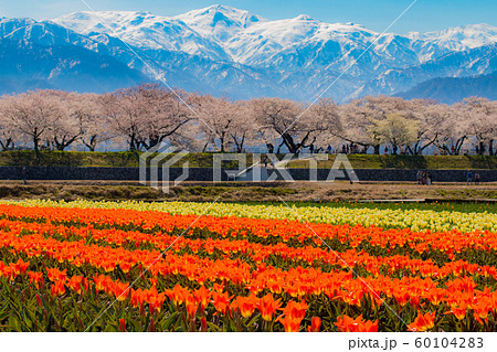 春の立山連峰-2- 60104283