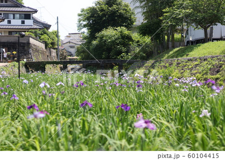 花菖蒲 60104415