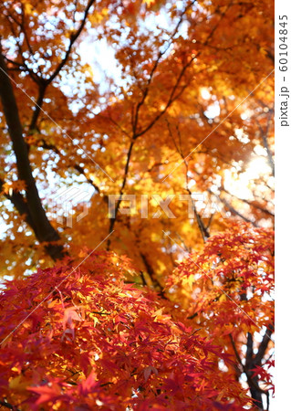 栃木わんぱく公園の秋 栃木わんぱく公園の秋 60104845