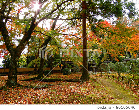 滋賀院門跡 慈眼堂 紅葉 滋賀院門跡 慈眼堂 紅葉 60105646