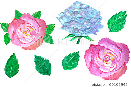 Watercolor illustration set with roses, rosebuds Watercolor illustration set with roses, rosebuds 60105945