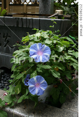 お寺の庭に咲く朝顔 お寺の庭に咲く朝顔 60106212