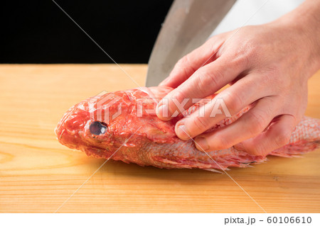 カサゴを捌く板前 カサゴを捌く板前 60106610