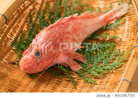 オニカサゴ オニカサゴ 60106730