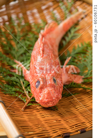 オニカサゴ オニカサゴ 60106731