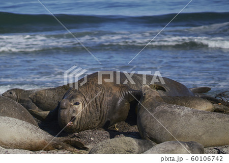 Southern Elephant Seals in the Falkland Islands 60106742