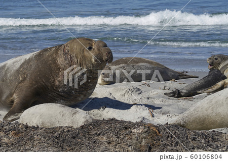 Southern Elephant Seals in the Falkland Islands Southern Elephant Seals in the Falkland Islands 60106804
