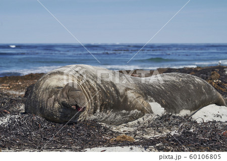 Southern Elephant Seals in the Falkland Islands 60106805