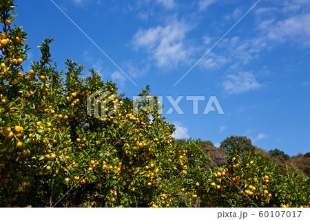 伊豆のみかん園の美味しい温州みかん 60107017