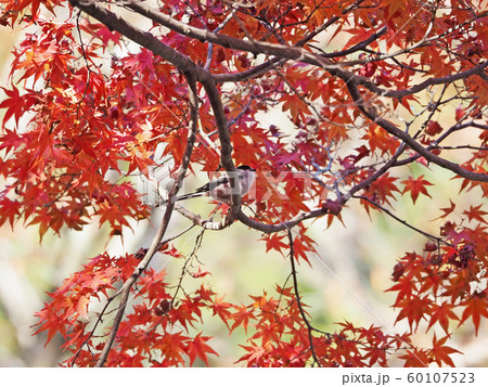 紅葉とエナガ 60107523