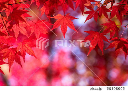 紅葉・秋イメージ 60108006