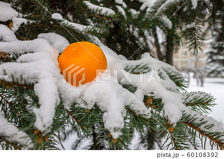 Ripe tangerine lies on snowy branches of spruce in the park 60108392