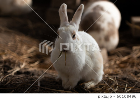 ウサギ うさぎ 飼育小屋の中のウサギたちの写真素材