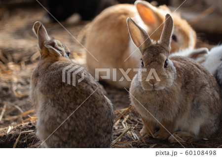 ウサギ うさぎ 飼育小屋の中のウサギたちの写真素材