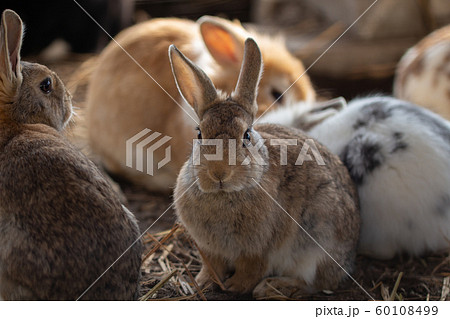 ウサギ うさぎ 飼育小屋の中のウサギたちの写真素材