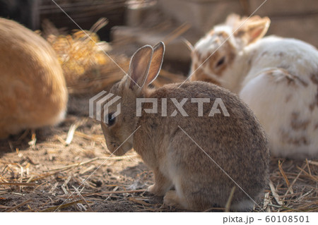ウサギ うさぎ 飼育小屋の中のウサギたちの写真素材