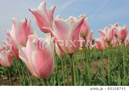 ~チューリップ~ ◦◦◦◦ Pink tulips ◦◦◦◦ ~チューリップ~ ◦◦◦◦ Pink tulips ◦◦◦◦ 60108741