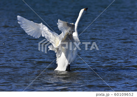 白鳥の羽ばたき 60109652
