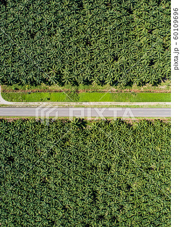 Aerial view of a road inside endless palm tree plantation in Costa Rica Central America produces palm oil 60109696