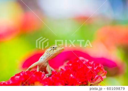 可愛いトカゲの写真素材