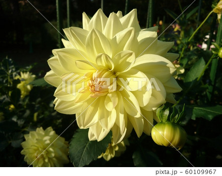 ダリア 60109967