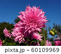 ダリア 60109969