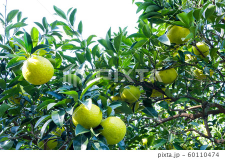 甘夏の木 60110474