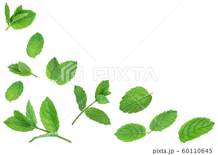 fresh green mint leaves isolated on white background, top view. Flat lay. With copy space for your text 60110645