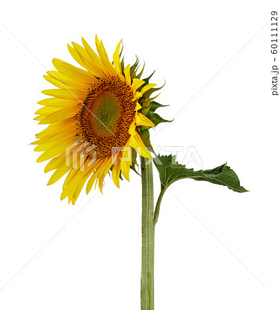 Single Sunflower with leaf isolated Single Sunflower with leaf isolated 60111129