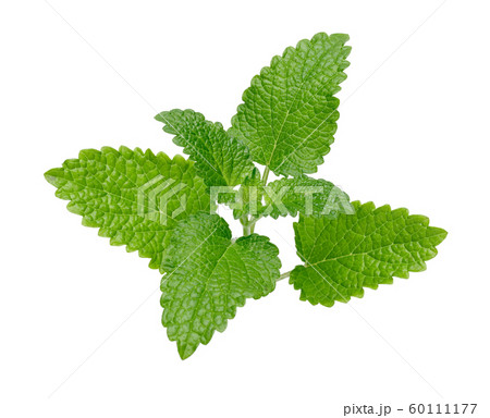 Fresh lemon balm or melissa isolated Fresh lemon balm or melissa isolated 60111177