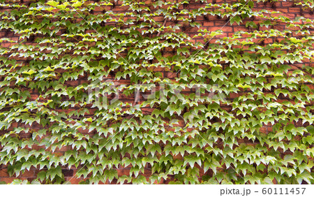 Beautiful natural decor. Creeper leaves on red Beautiful natural decor. Creeper leaves on red 60111457