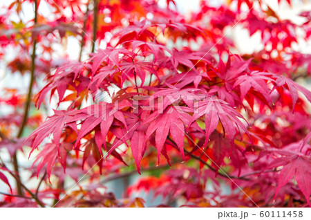 Autumn color. Red autumn leaves. Tree leaves 60111458