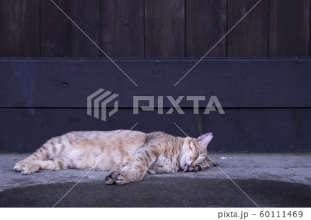 猫 ねこ ネコ 60111469