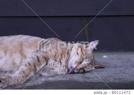 猫 ねこ ネコ 60111472