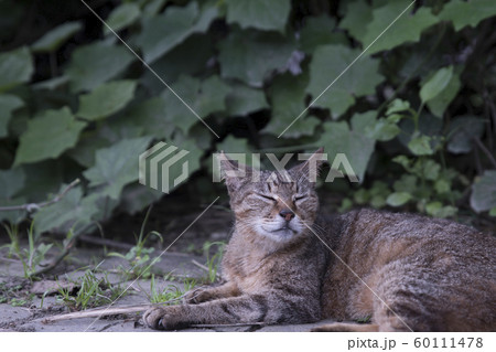 猫 ねこ ネコ 60111478