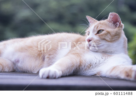 猫 ねこ ネコ 60111488