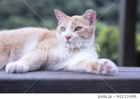 猫 ねこ ネコ 60111489