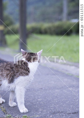 猫 ねこ ネコ 60111515