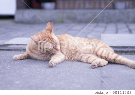 猫 ねこ ネコ 60111532