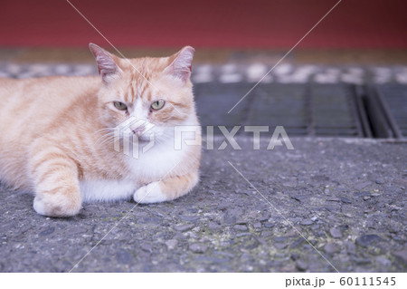猫 ねこ ネコ 60111545