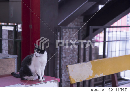 猫 ねこ ネコ 60111547