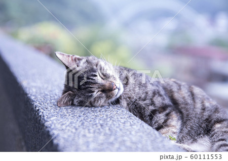 猫 ねこ ネコ 60111553