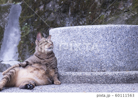 猫 ねこ ネコ 60111563