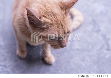 猫 ねこ ネコ 60111571