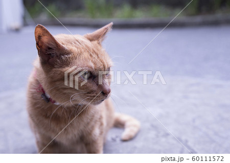 猫 ねこ ネコ 60111572