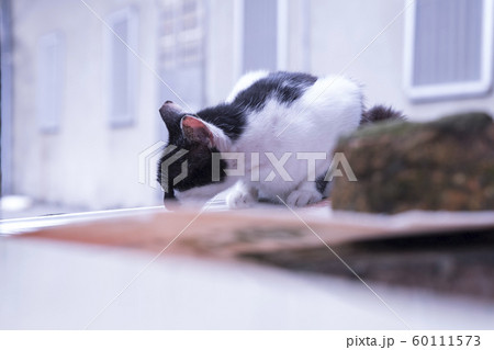 猫 ねこ ネコ 60111573